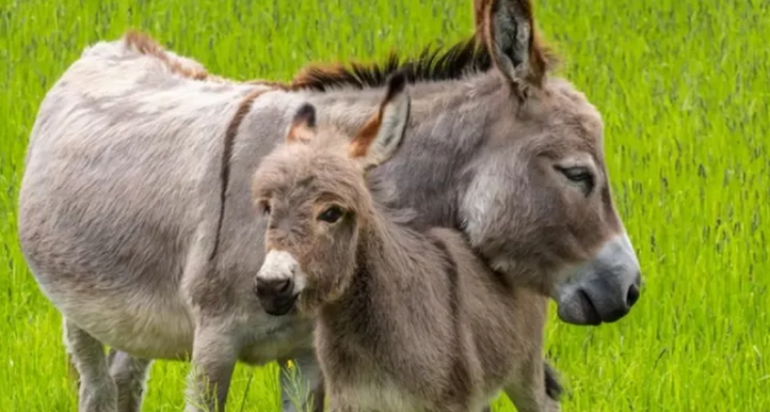 Chubut: el furor por la carne de burro hizo que lo de una semana se agote en un d&iacute;a