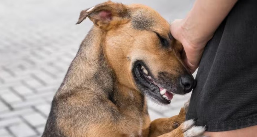 El criollo m&aacute;s com&uacute;n: el perro caramelo es reconocido como raza oficial y s&iacute;mbolo del rescate animal