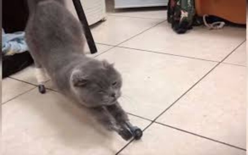 Veterinarios rusos reemplazaron las patitas a una gata con pr&oacute;tesis 3D