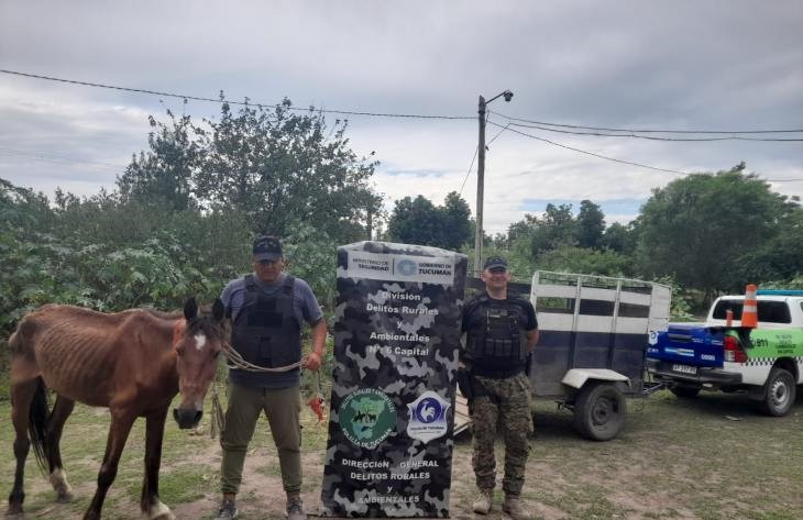 Rescatan a un caballo por maltrato animal