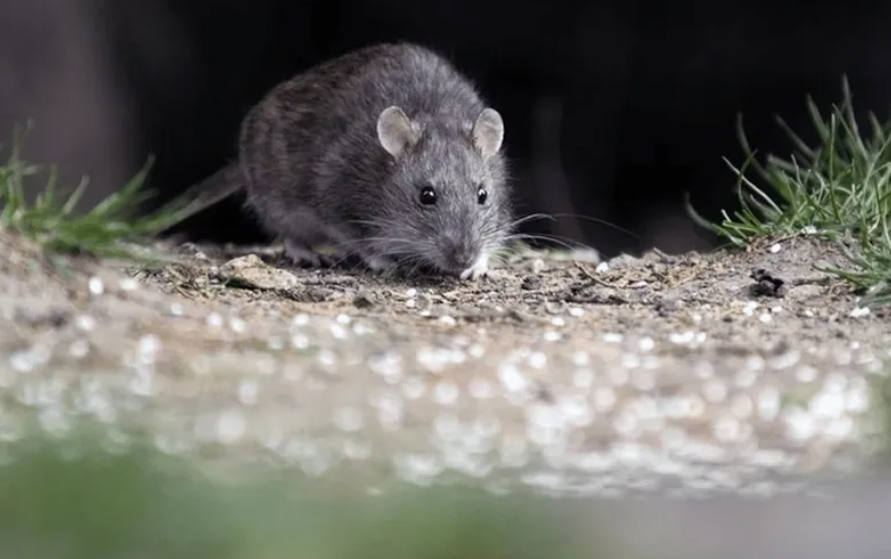 Una persona murió por hantavirus en Arrecifes