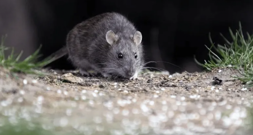 Una persona murió por hantavirus en Arrecifes