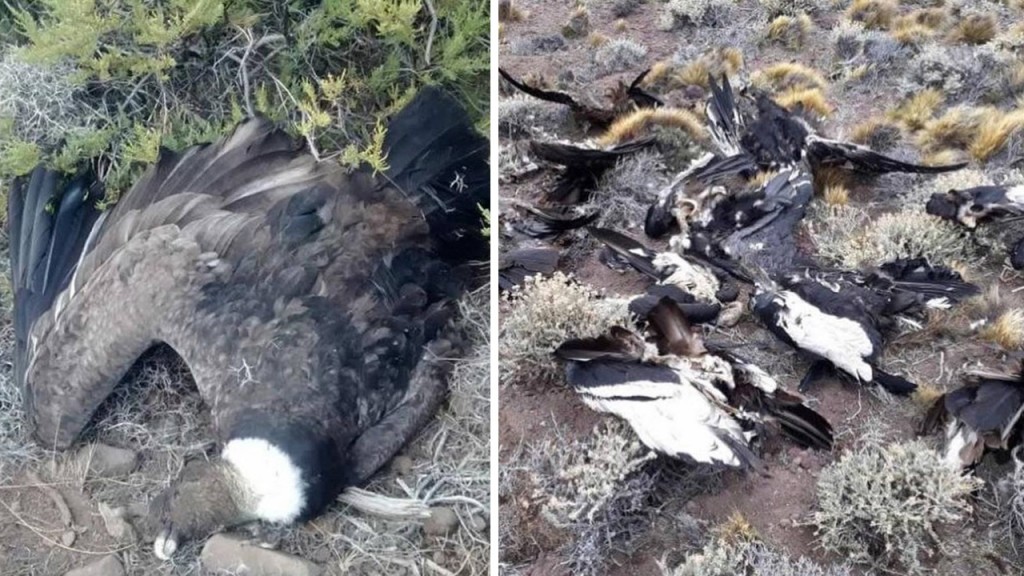 Las aves aparecieron sin vida en campos ubicados en Neuqu&eacute;n y en Santa Cruz