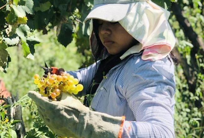 Las bodegas tucumanas inician la vendimia y se preparan para la producción de vinos