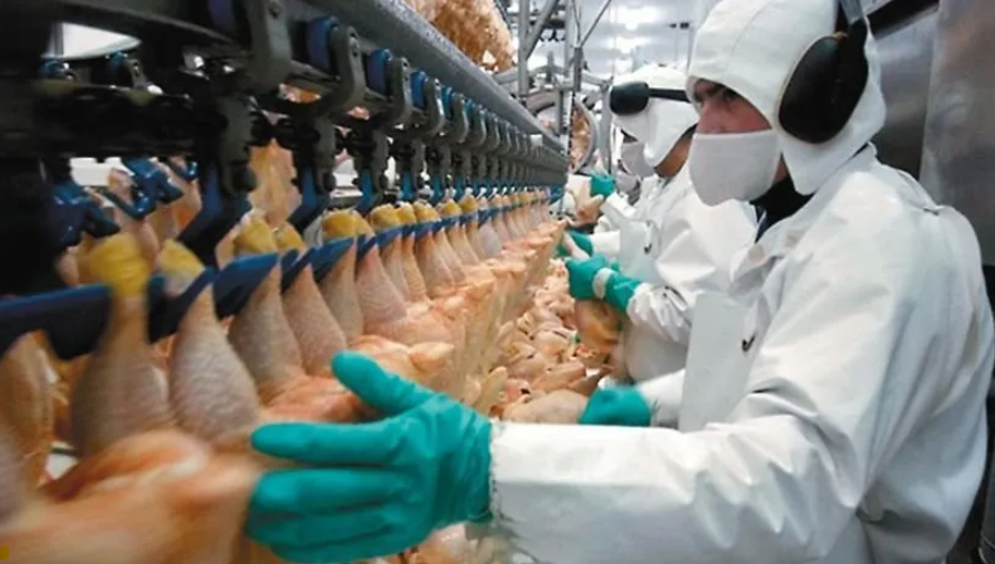 La principal avícola de la Argentina a un paso de la quiebra