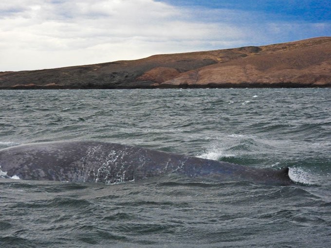 Chubut: apareció una ballena azul, el animal más grande del mundo