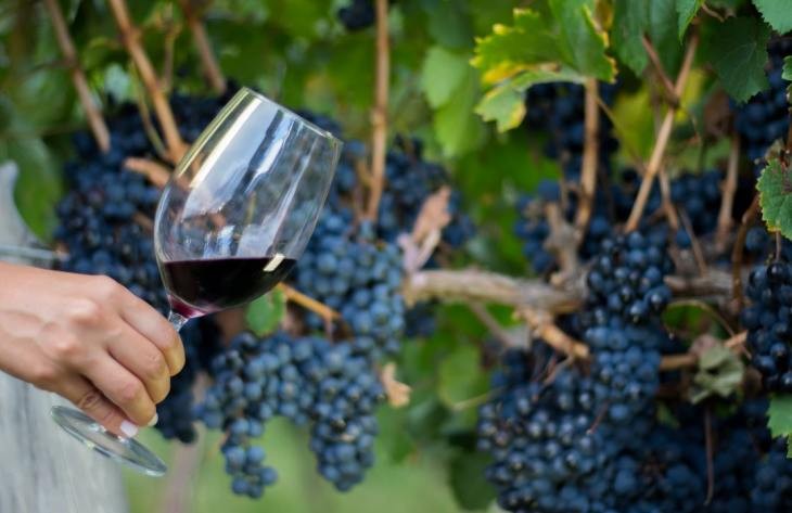 Colalao del Valle celebra la Fiesta Provincial de la Vendimia 2026