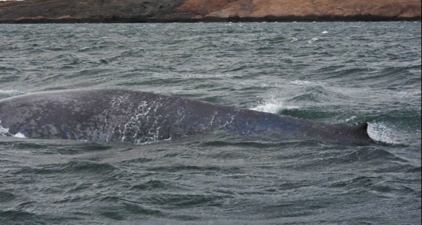 Chubut: apareció una ballena azul, el animal más grande del mundo