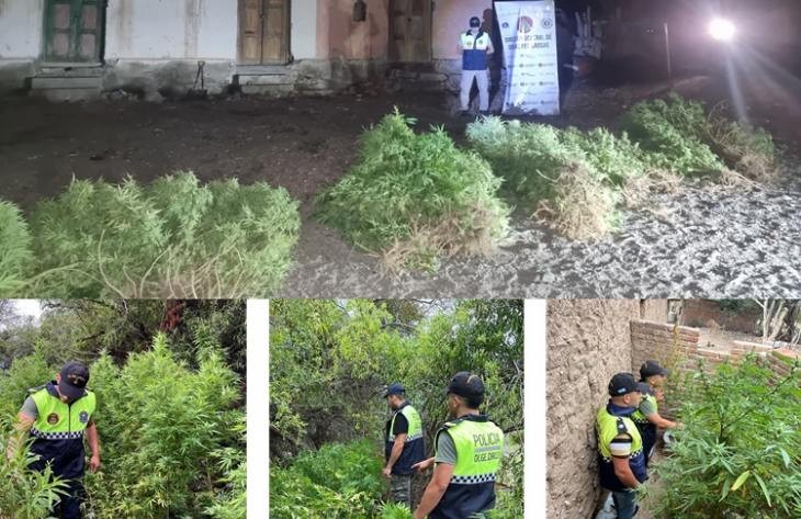 Decomisan una plantación de marihuana en Amaicha del Valle