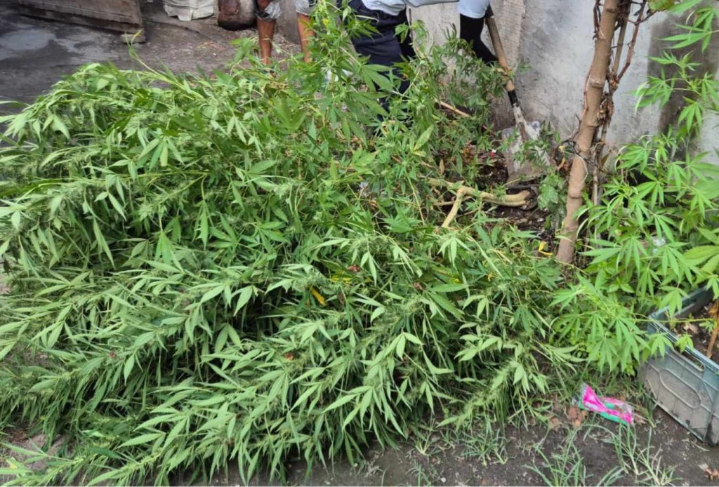 En recorridos preventivos secuestran plantas de marihuana