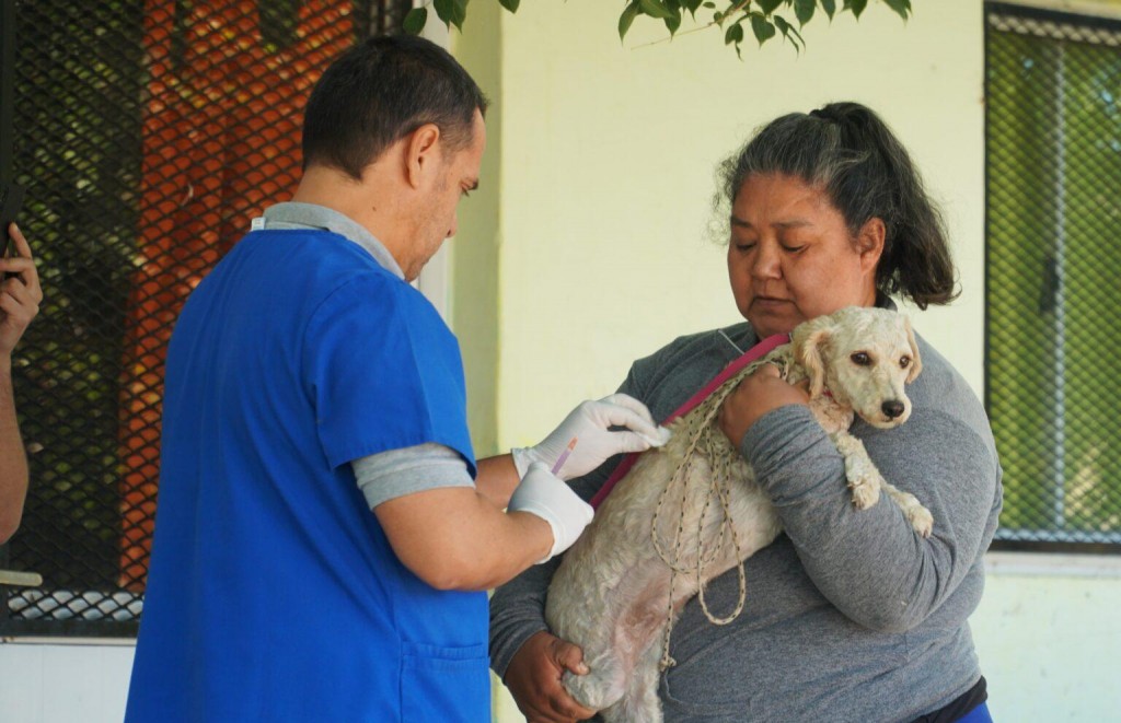 Las castraciones gratuitas llegan a los barrios gracias al quirófano veterinario móvil del Municipio