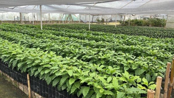 Tucum&aacute;n impulsa la producci&oacute;n de caf&eacute; y fortalece su econom&iacute;a regional