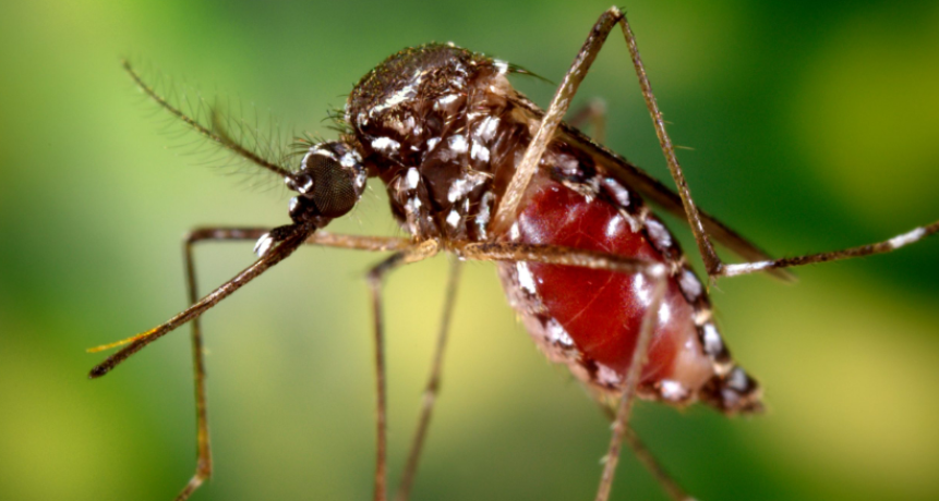 La provincia tiene 36 casos de chikungunya 