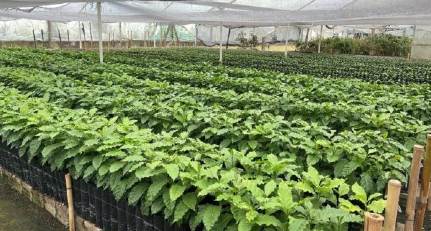 Tucum&aacute;n impulsa la producci&oacute;n de caf&eacute; y fortalece su econom&iacute;a regional