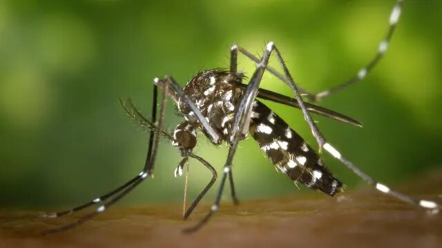 Lo que atrae a los mosquitos: colores y olores