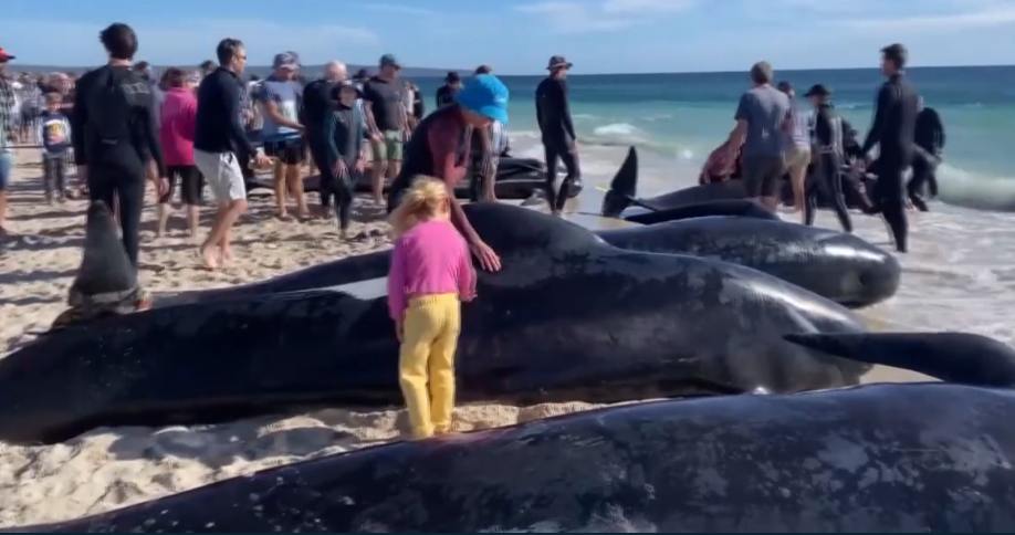Decenas de ballenas piloto varadas en Australia