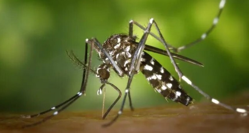Lo que atrae a los mosquitos: colores y olores