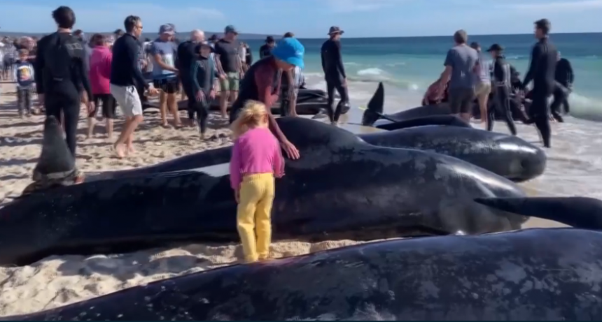 Decenas de ballenas piloto varadas en Australia
