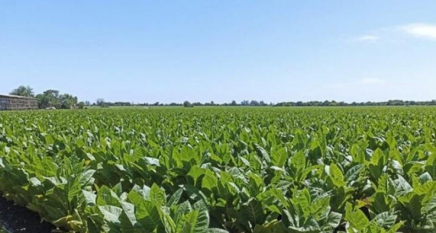 Inicia el pago de $470 millones a productores tabacaleros
