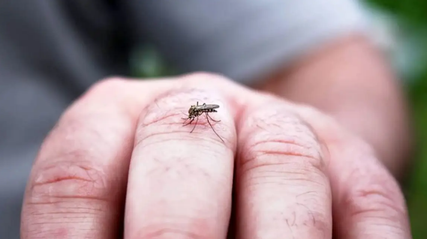 Confirman la primera muerte por Chikungunya en Salta y reportan m&aacute;s de 570 casos