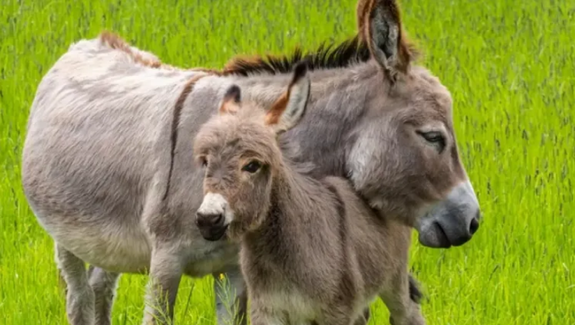 Chubut y el furor por la carne de burro hizo que lo de una semana se agote en un d&iacute;a