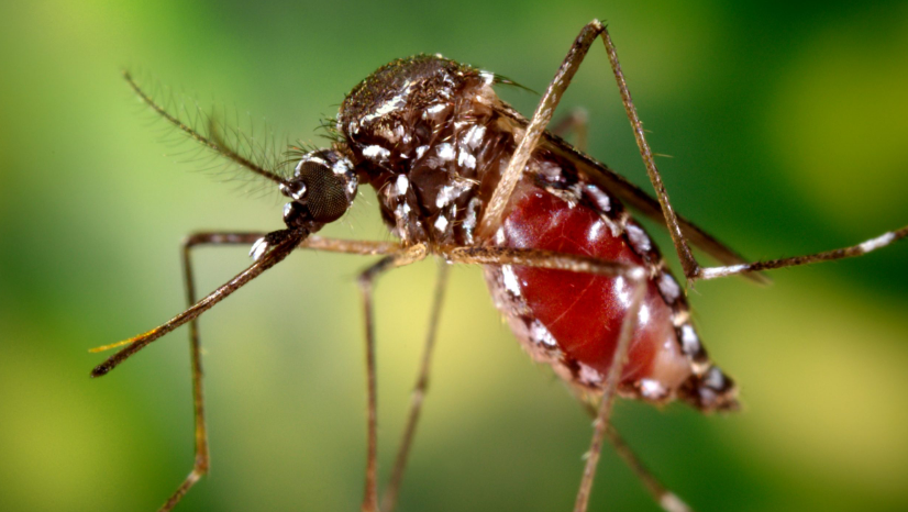 Tucum&aacute;n registra 231 casos de chikungunya