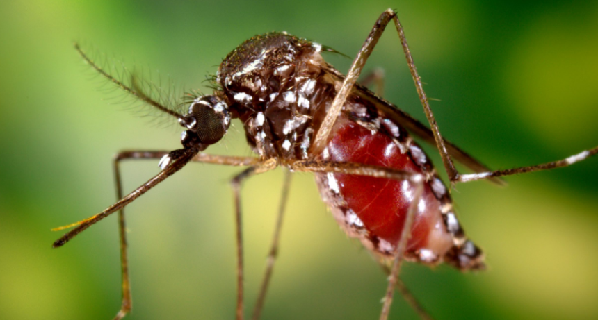 Tucum&aacute;n registra 231 casos de chikungunya