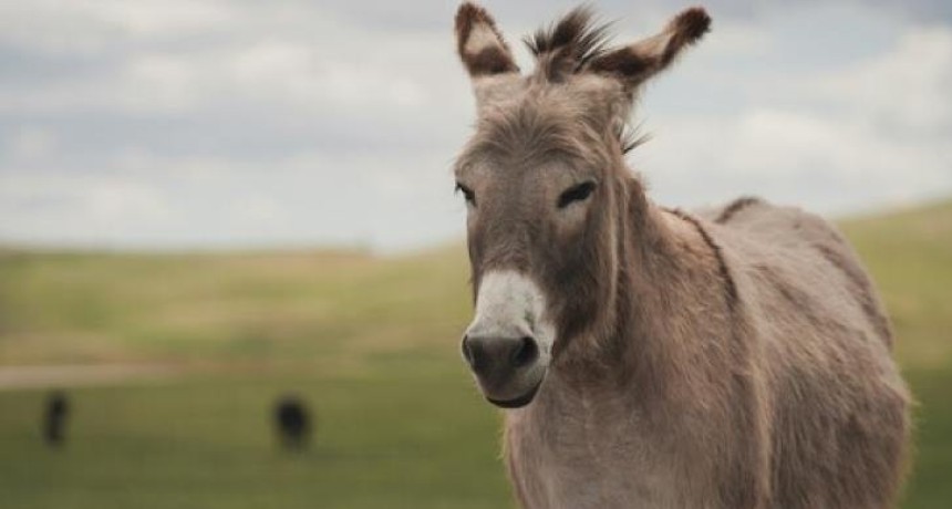 Castro asegur&oacute; que en Tucum&aacute;n 
