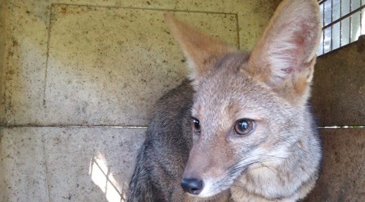 Liberaron especies de la fauna aut&oacute;ctona