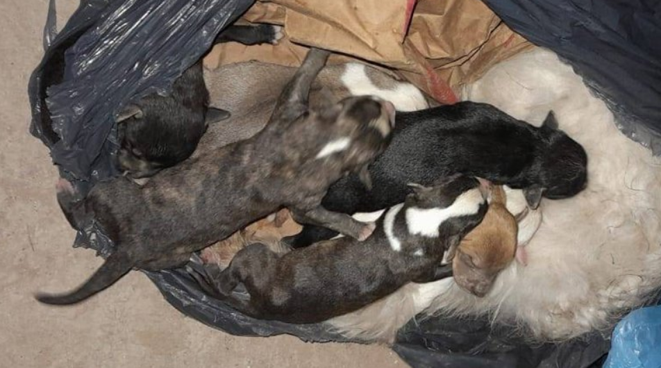 Horror en Santiago: cortaron la cabeza a una perra y la tiraron con sus cachorros
