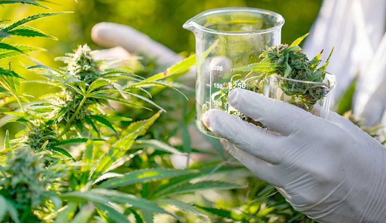 Cannabis medicinal: modificaron los requisitos para inscribirse en el programa 