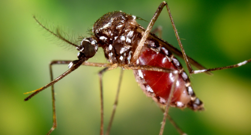 Hay 423 casos confirmados de Chikungunya en Tucum&aacute;n y piden reforzar la prevenci&oacute;n