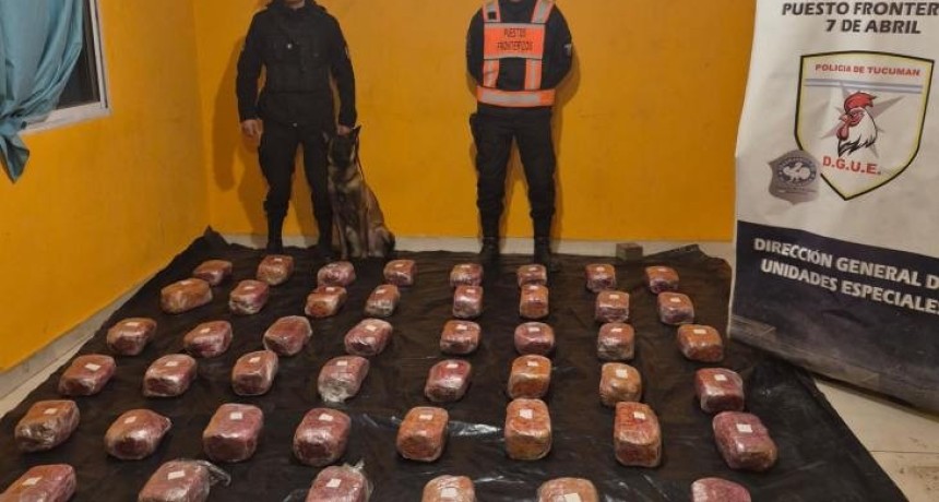 Operativo Lapacho: 48 kilos de marihuana incautados y dos mujeres detenidas