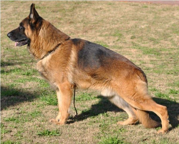 Tucumán será sede del Torneo Nacional del Perro Ovejero Alemán