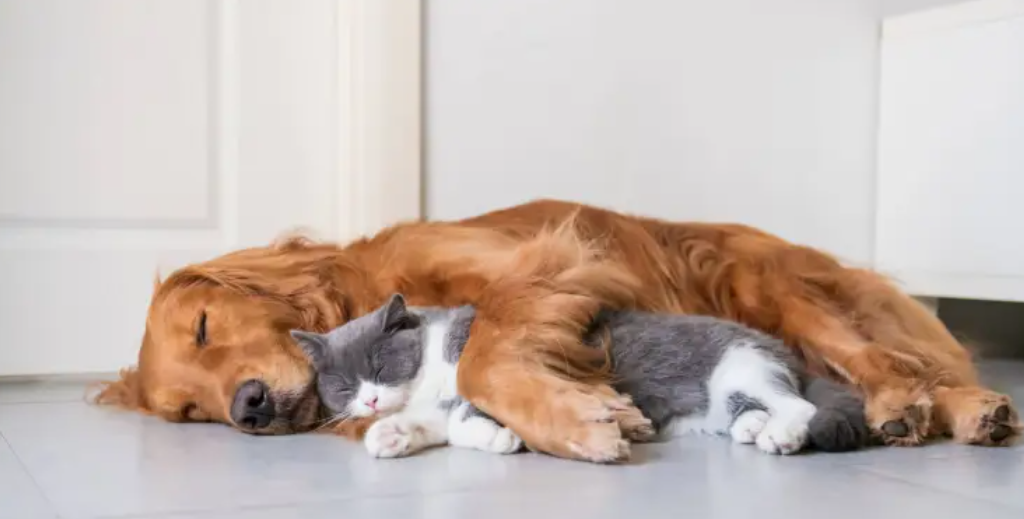 Harvard responde, ¿con qué sueñan los perros y los gatos? 