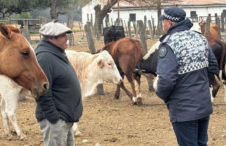 Secuestran 25 animales por averiguación de abigeato