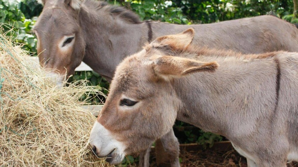 Pol&eacute;mica por la carne de burro: "Los permisos son provinciales y el burro es igual a una vaca o una oveja"