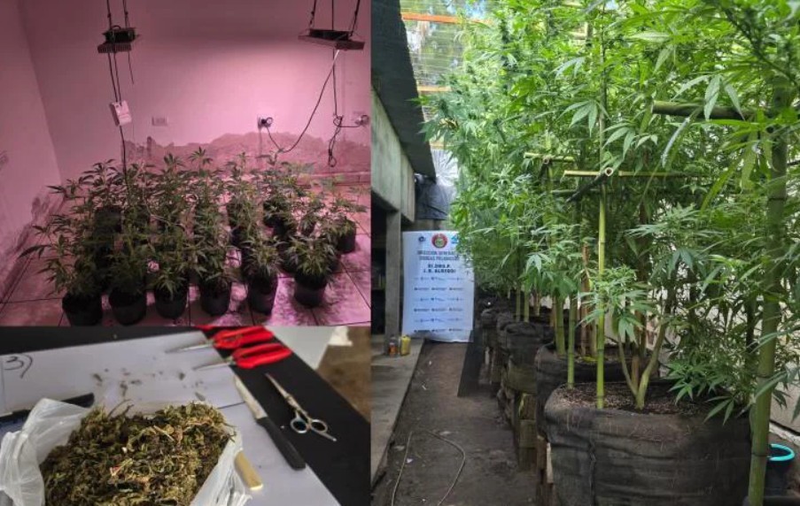 Desbaratan invernaderos clandestinos de marihuana en Alberdi