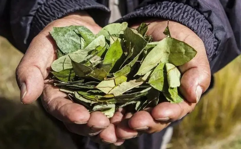 Rizzotti y Zigar&aacute;n impulsan la legalizaci&oacute;n integral de la hoja de coca y su comercio regulado