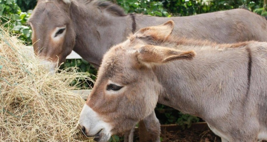 Pol&eacute;mica por la carne de burro: 