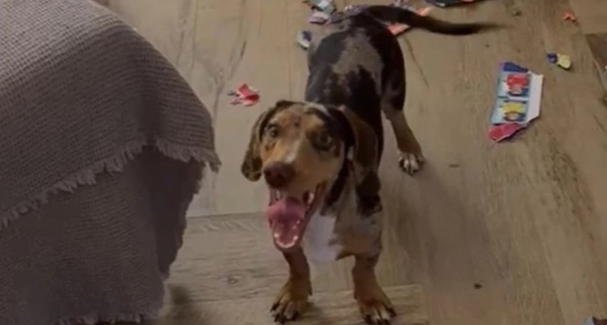 &iexcl;Vilma!: solo le faltaban 20 figuritas para completar el &aacute;lbum del Mundial y su perrita lo destroz&oacute;
