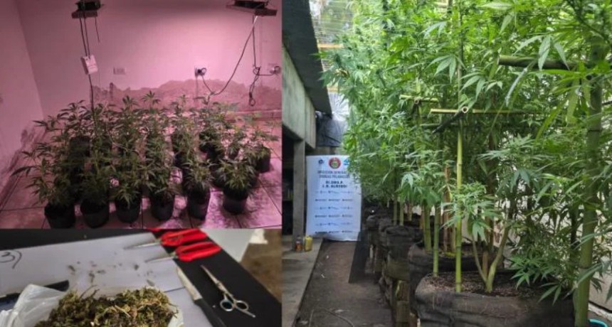Desbaratan invernaderos clandestinos de marihuana en Alberdi
