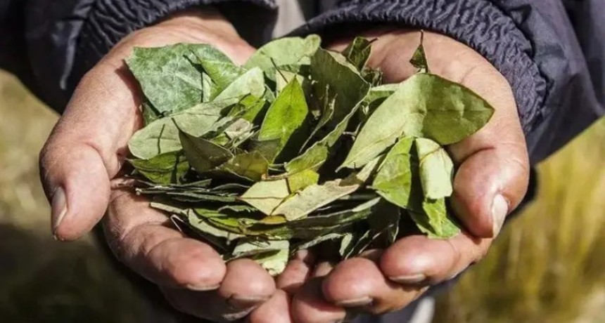 Rizzotti y Zigar&aacute;n impulsan la legalizaci&oacute;n integral de la hoja de coca y su comercio regulado