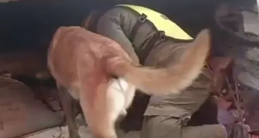 Venezuela: dos nenes fueron rescatados de entre los escombros gracias a un perro argentino 