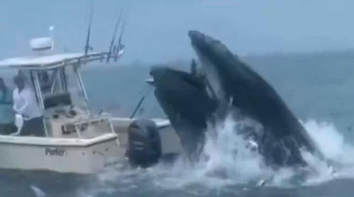 Una ballena ataca una embarcación y hace que sus ocupantes caigan al mar