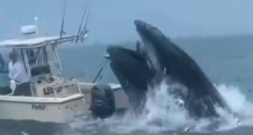 Una ballena ataca una embarcación y hace que sus ocupantes caigan al mar