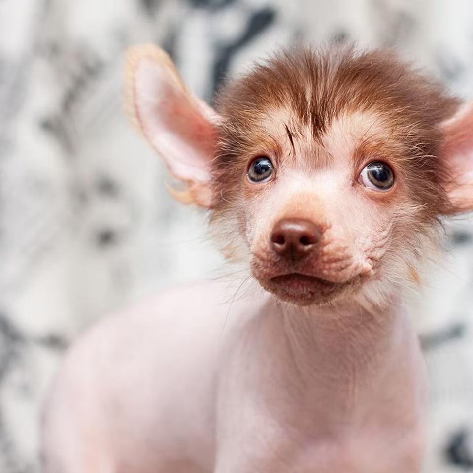 En los días más fríos, ¿hay que abrigar a los perros?