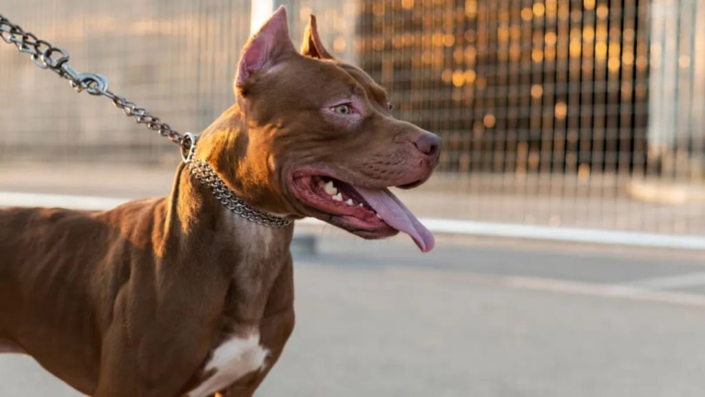 Una nena de tres años sufrió graves heridas tras ser atacada por un perro