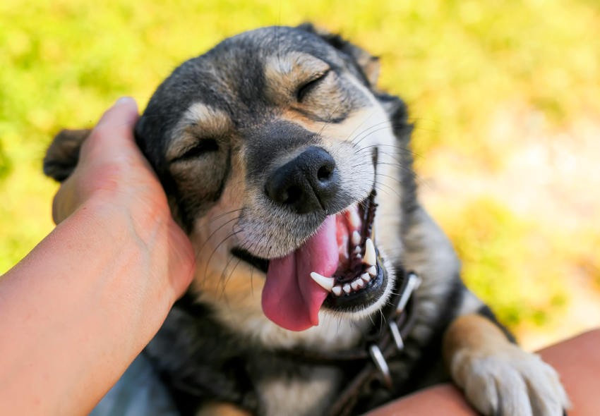 Día mundial del perro