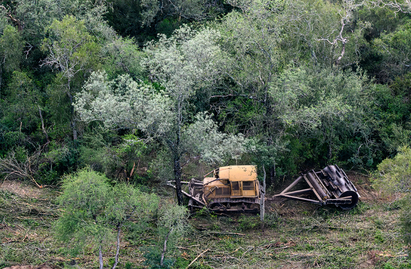 Deforestaron ilegalmente más de 30 mil hectáreas en Santiago del Estero y Chaco en seis meses